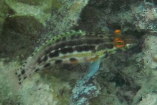 Serranus baldwini - Sägebarsch